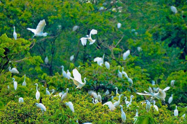 Khám phá vườn cò Bằng Lăng - Điểm du lịch sinh thái hấp dẫn tại Cần Thơ