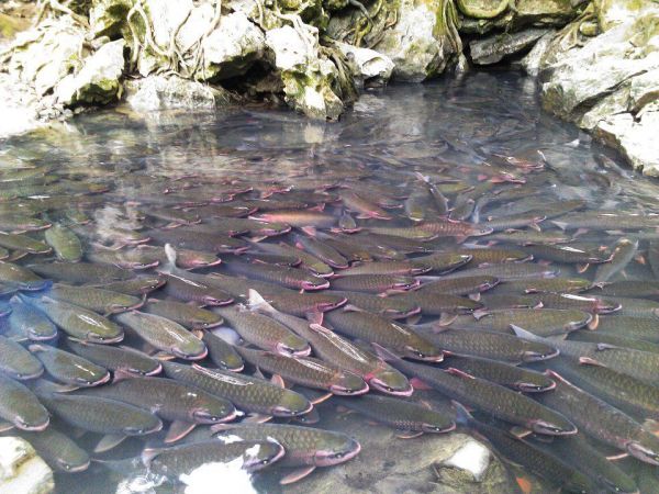  Suối cá Thần Cẩm Lương lến tới hàng ngàn con