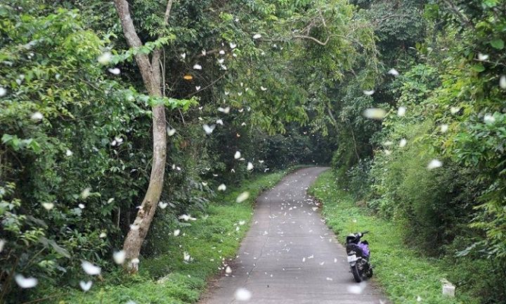 Mùa bướm nở rộ tại vườn quốc gia Cúc Phương