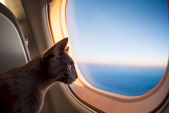 Có được mang mèo lên máy bay không